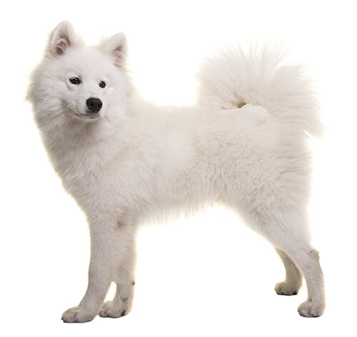 Samoyed height best sale